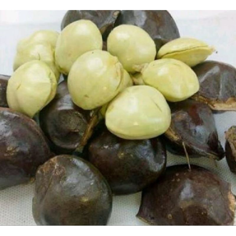 

1kg jngkol muda sufer fresh cangkang