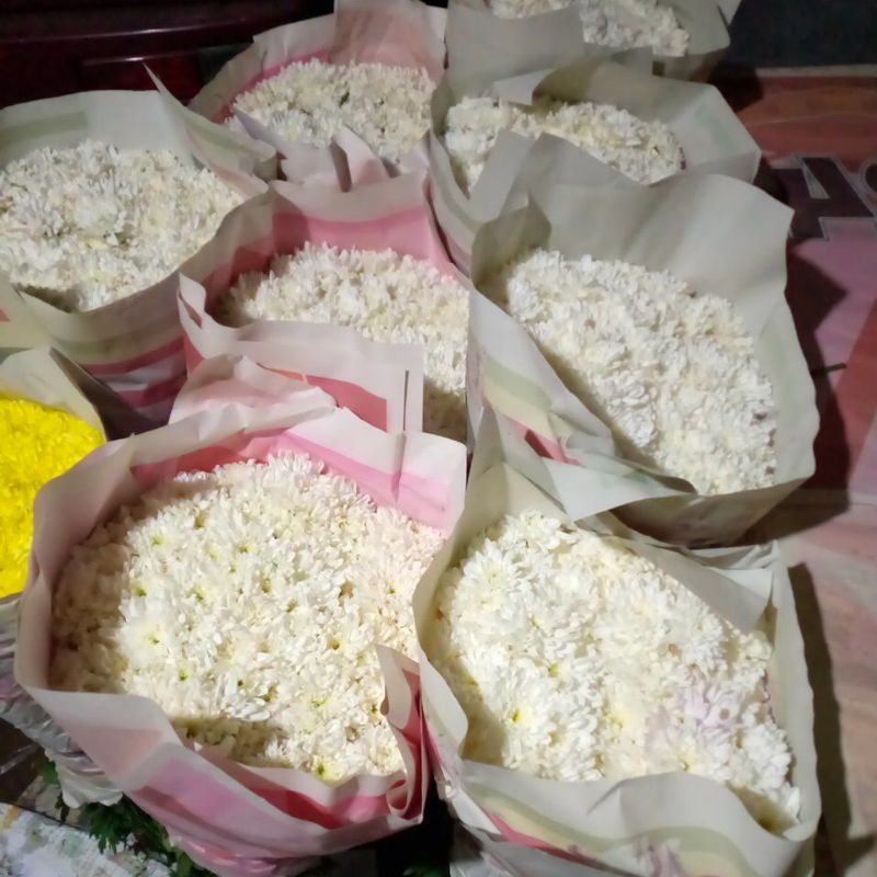 Bunga Potong segar ASTER
