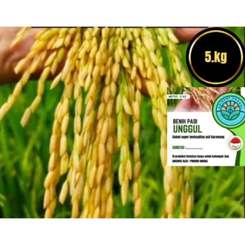 BENIH BIBIT PADI CIHERANG KAPAL TERBANG BERKUALITAS PREMIUM ORIGINAL KEMASAN 5KG
