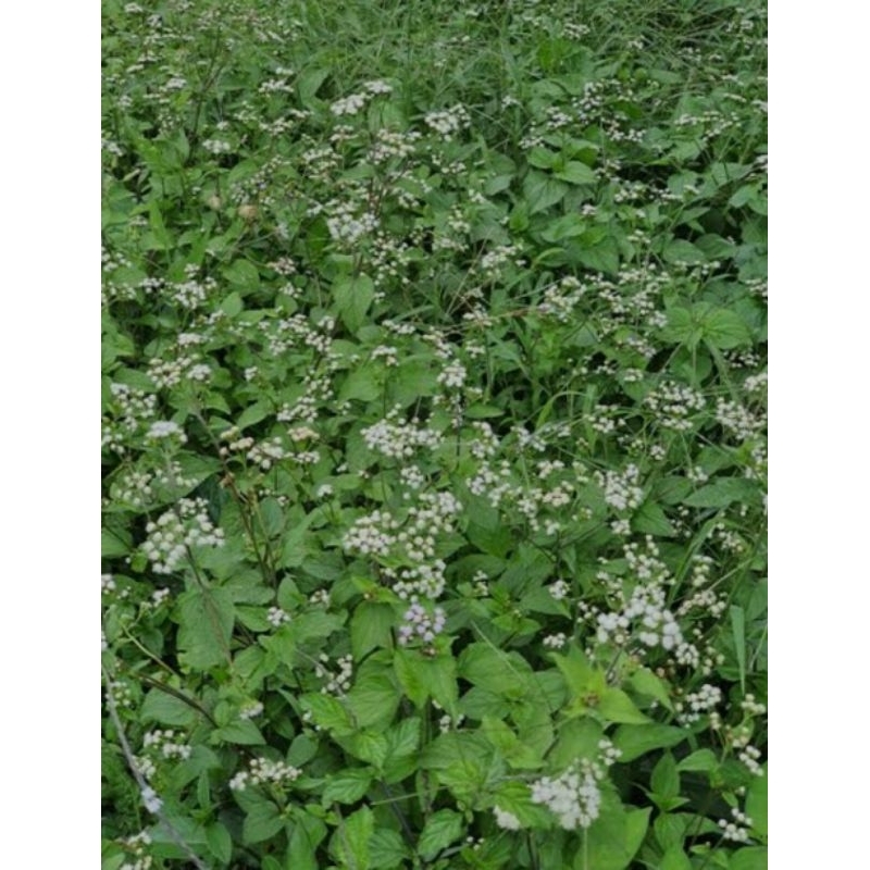 

DAUN BANDOTAN SEGAR 100%