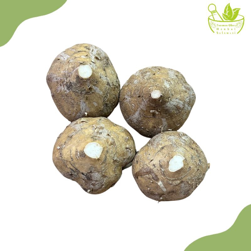 

Bengkuang/Bengkoang Segar (500 Gram)