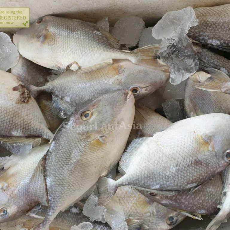 

Ikan Ayam Ayam Ikan Etong Segar 1Kg