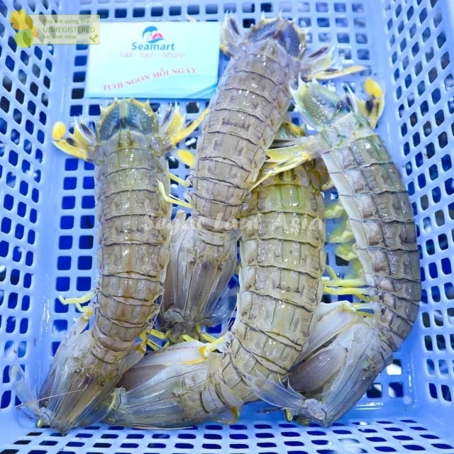 

Udang Ronggeng Segar Udang Mantis Shrimp 1Kg