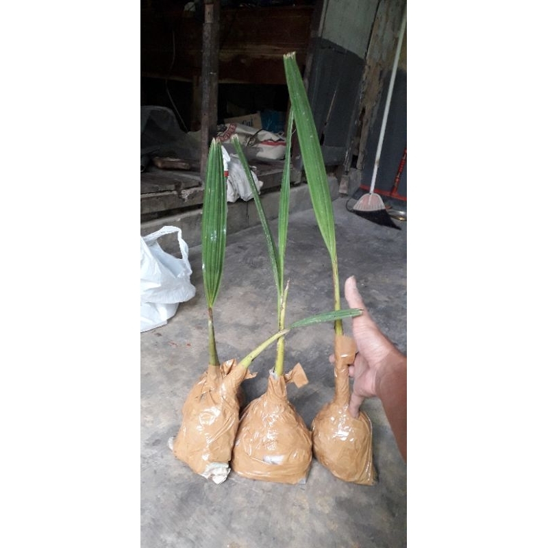 bibit siwalan bibit lontar