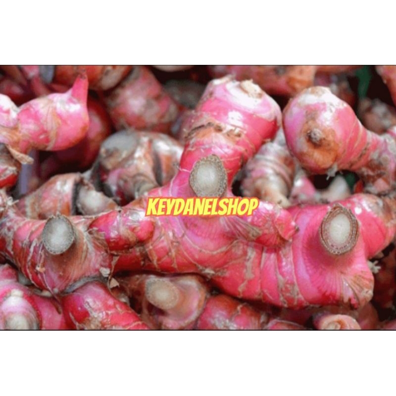 

Jahe merah segar 250 gram asli jahe merah