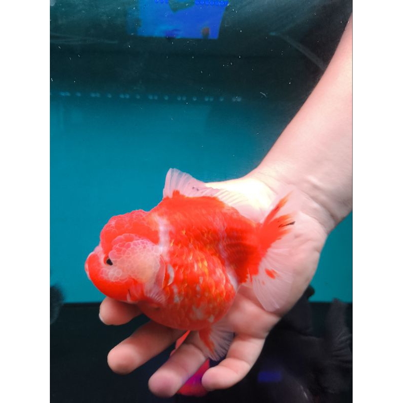 Ikan Mas Koki Oranda Short Tail (OST) Orange Sakura Size 14 cm. f77