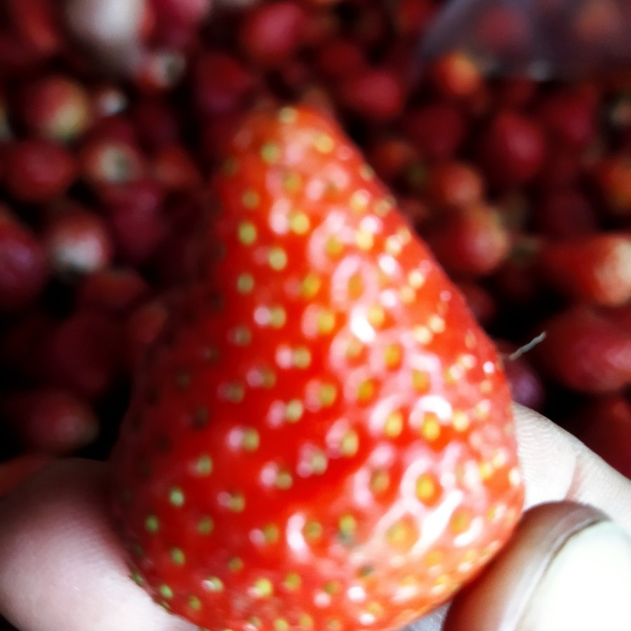 

STROBERI FROZEN SUPER STRAWBERRY FROZEN 1KG TERLARIS