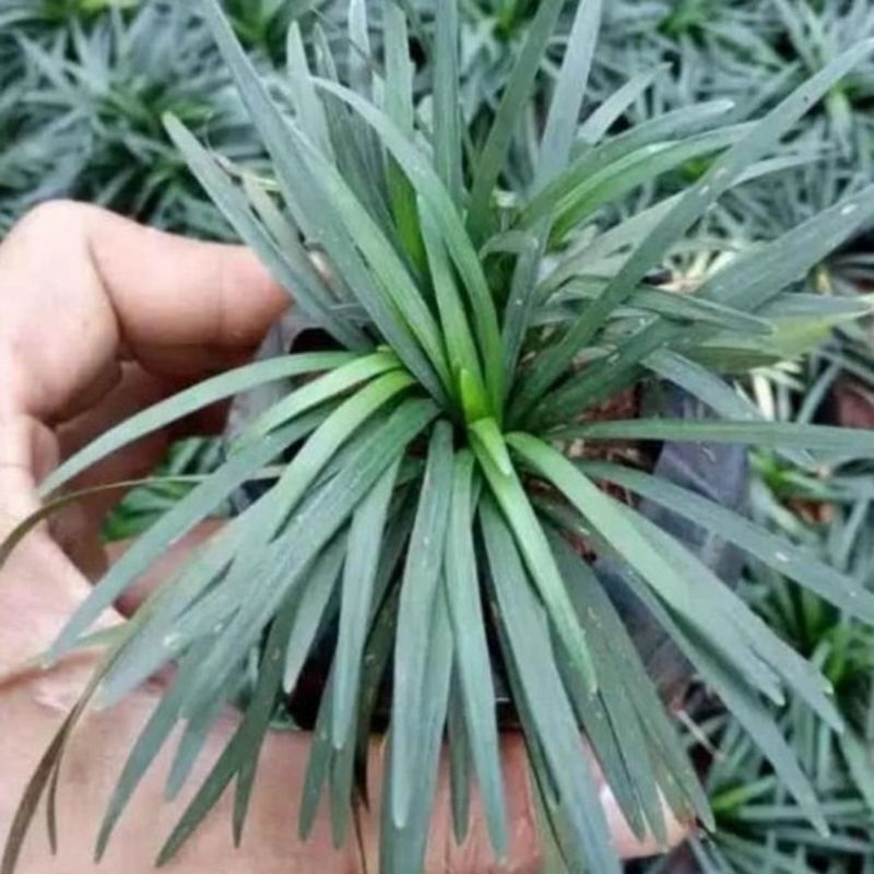 Tanaman Hias Kucai Mini - Rumput Kucai - Rumput Mini - Rumput Taman