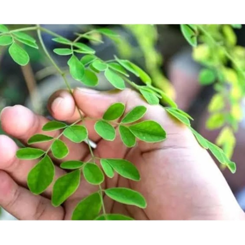 

daun kelor muda dan tua 1ikat muda dan 1ikat tua 300gr order baru petik