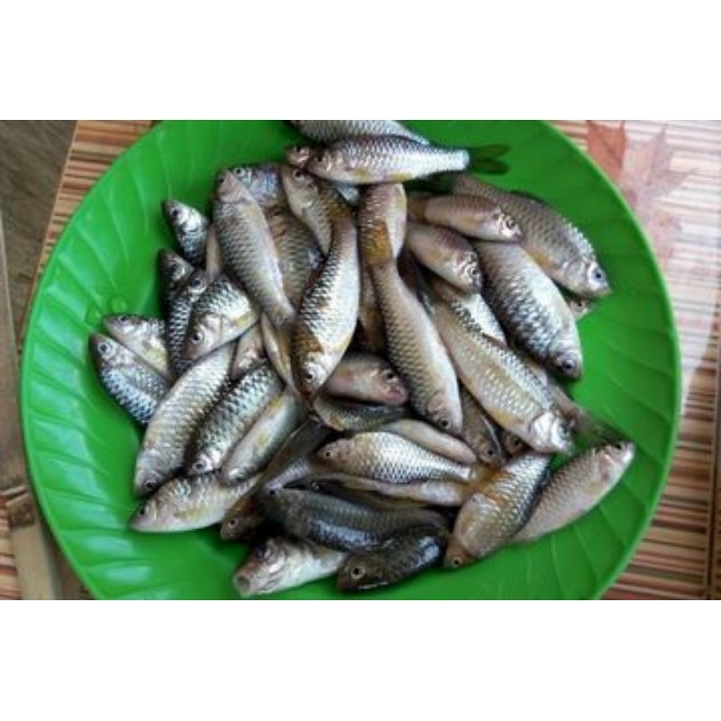

IKAN WADER