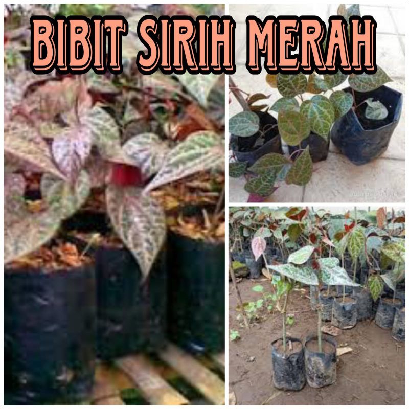 BIBIT SIRIH MERAH ORIGINAL