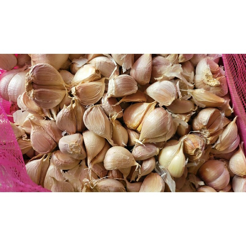 

bawang putih kating 1 kg