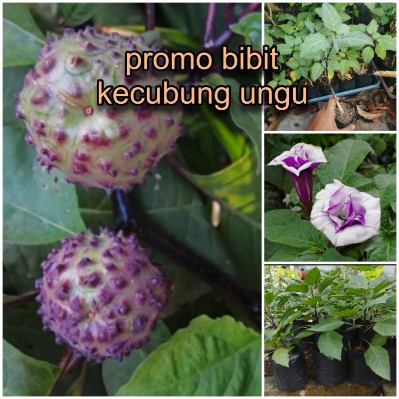 BIBIT KECUBUNG UNGU