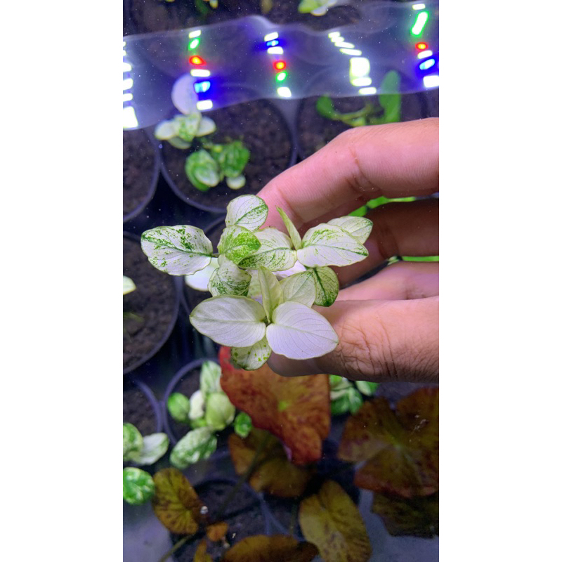 Anubias Pinto Dennerle Anakan