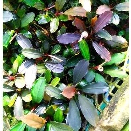 Bucephalandra sanggau fire red sp cecep will