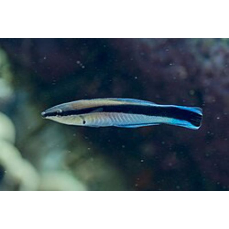 ikan dokter labroides dimiatus ikan hias air laut