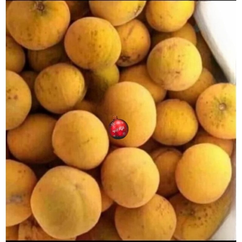 

buah kecapi segar fress | buah kecapi fress per 1kg