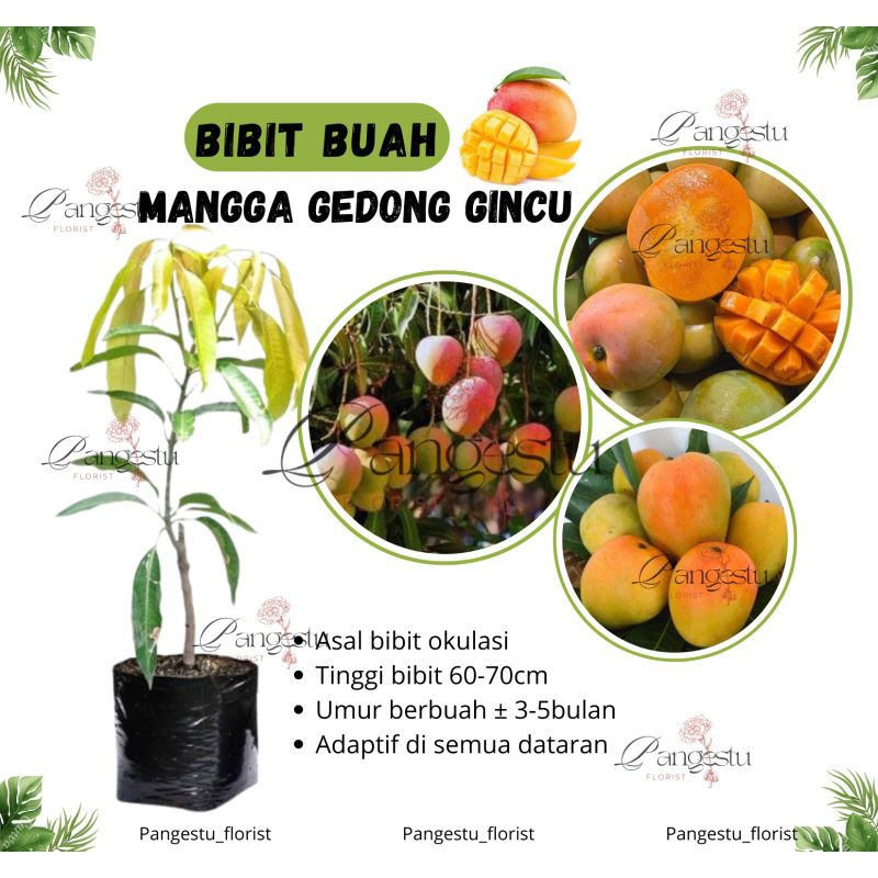 

Bibit Tanaman Buah Mangga Gedong Gincu