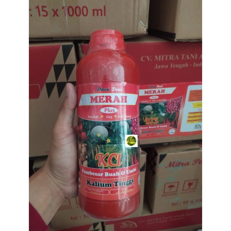 KCL CAIR dewa dewi (pembesar buah & umbi)