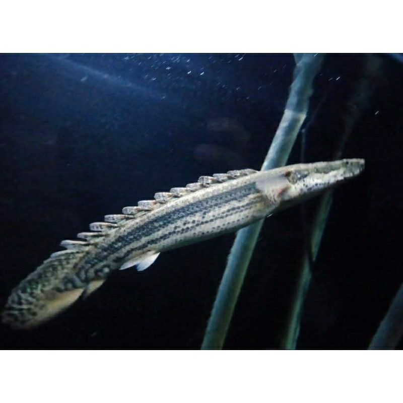 Palmas Lapradei polypterus Lapradei 18cm