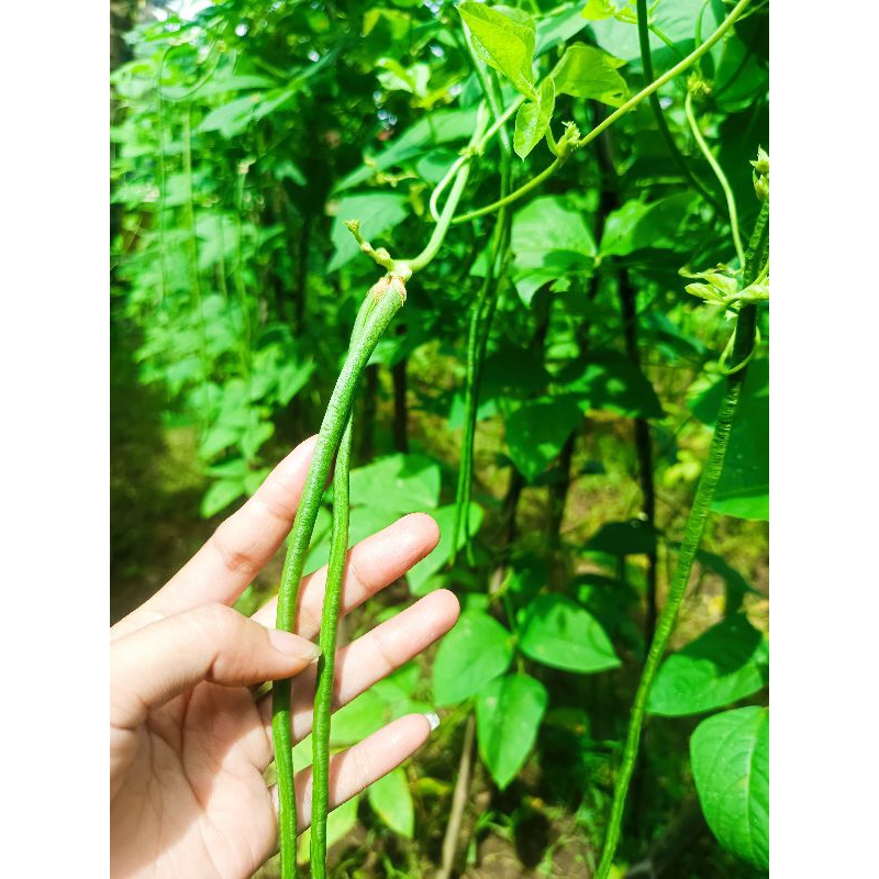 

Kacang Panjang Segar 1 kg