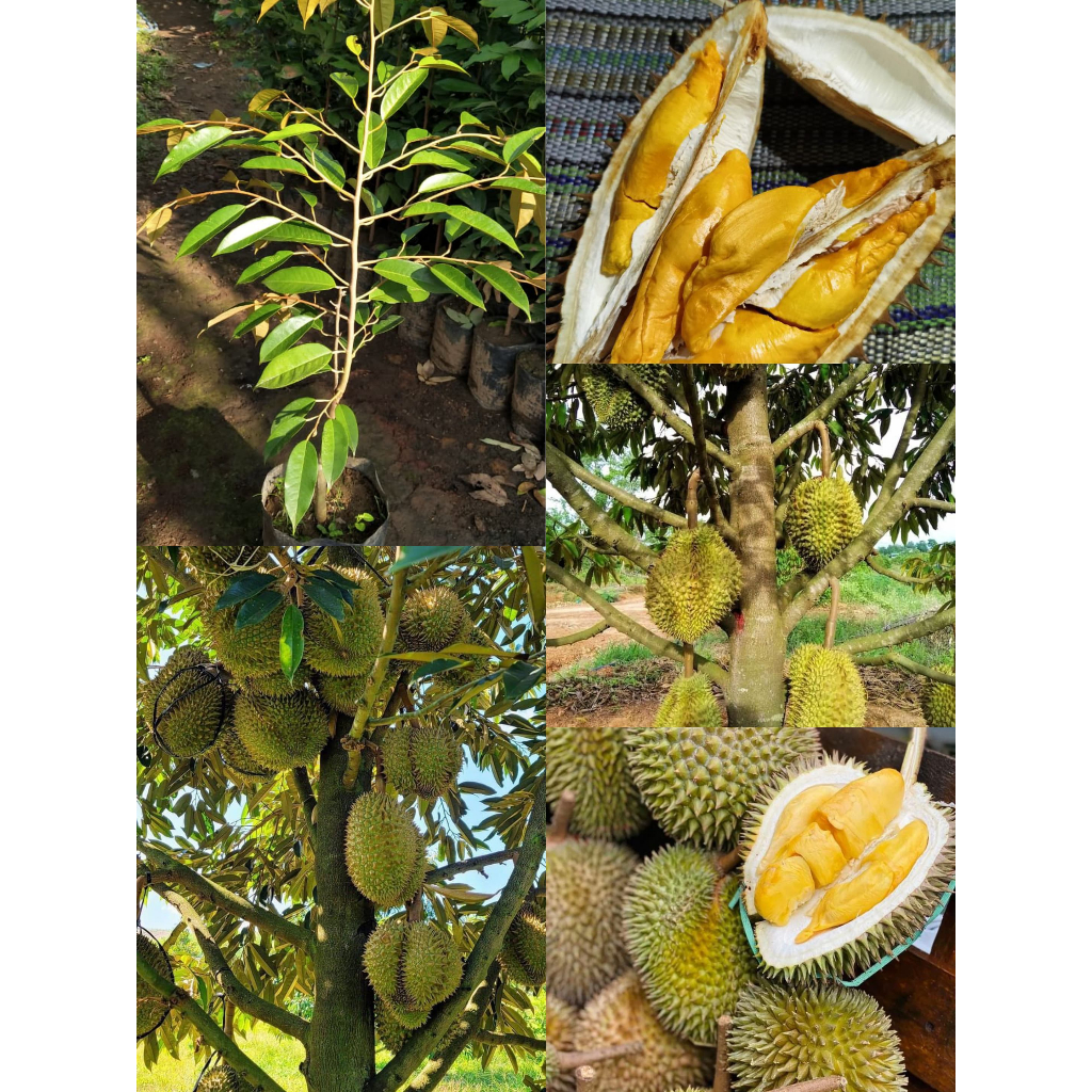 Bibit Durian Lay Super terlaris