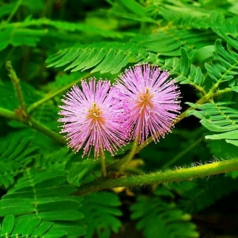 Tanaman putri malu,bibit tanaman putri malu tanaman mimosa pudica /putri malu,tanaman herbal putri m