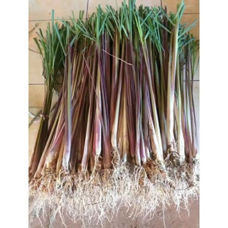 

serai merah sereh merah sereh wangi fresh segara asli 100%termurah 1kg