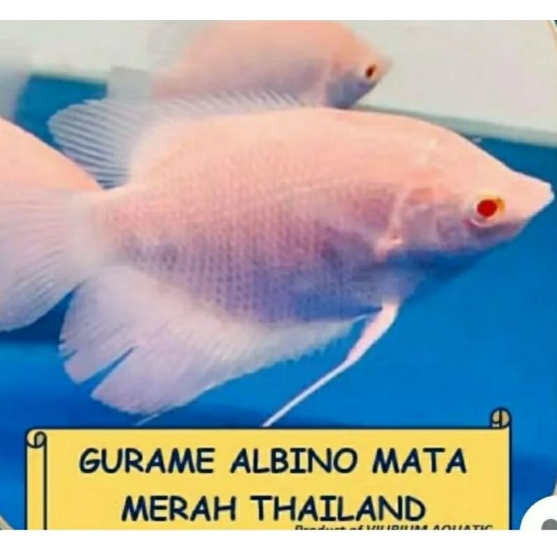 Gurame Albino  Thailand Mata Merah/Gourami