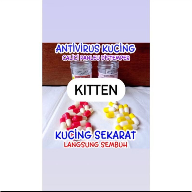 kapsul ajaib obat antivirus kucing