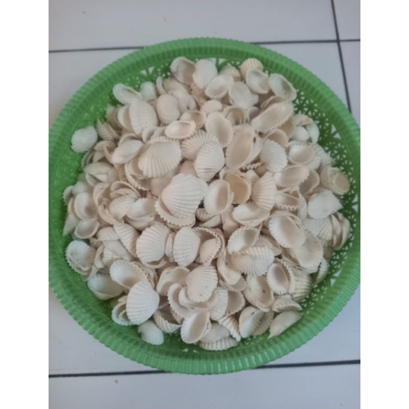 cangkang keong / cangkang dara / cangkang kelomang /cangkang kerang kur kur 1kg size random besar se