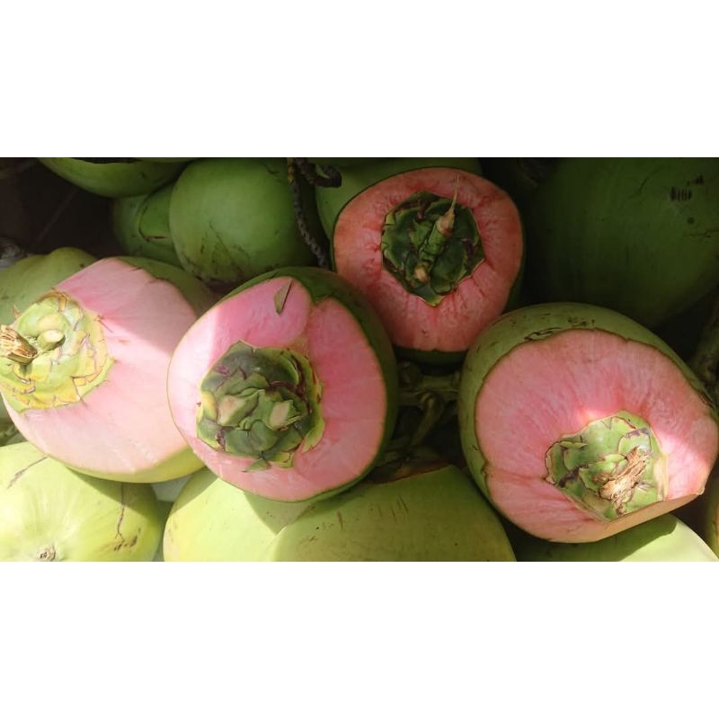 

degan wulung/degan ijo jamu