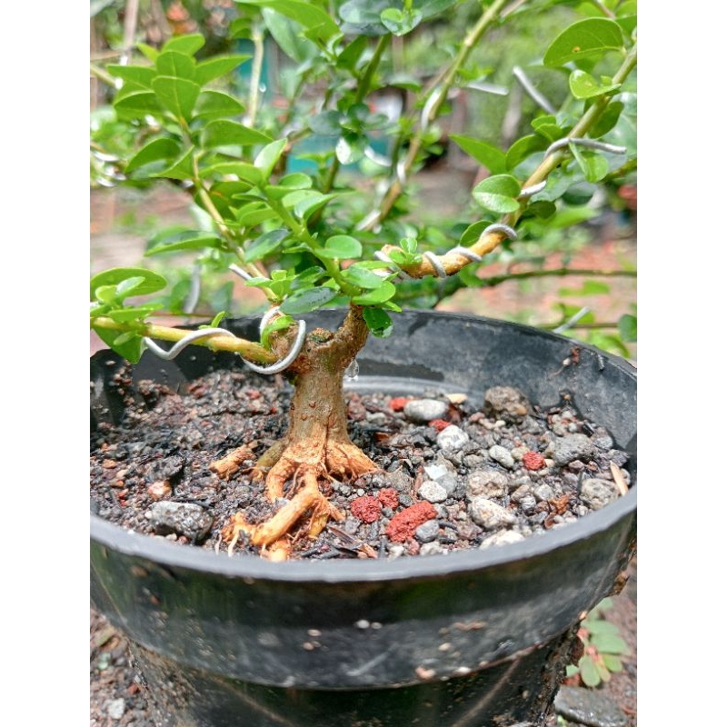 bonsai shito/mini Sancang dan waru bahan bonsai prospek