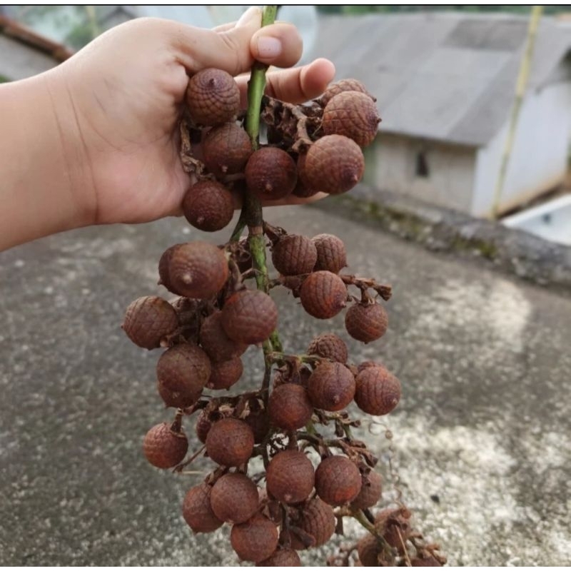 

Ready Buah Jernang/Hoe Merah 500Gram