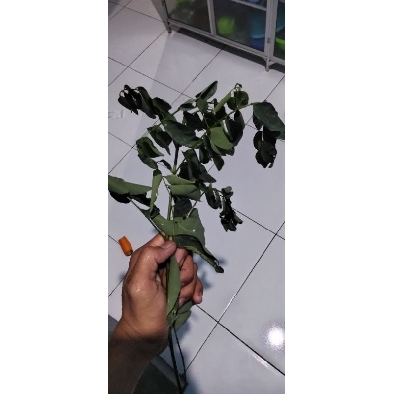 

Daun katuk segar 1.ikat