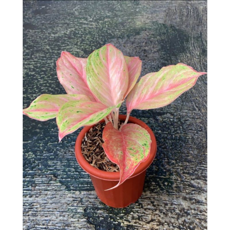 Aglonema Bidadari Mutasi