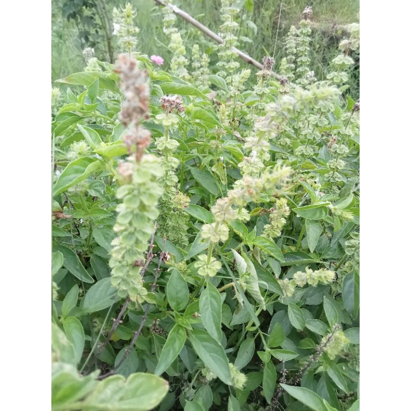 

daun kemangi, DAUN KEMANGI WANGI, BUAT OBAT ATAU BUAT LAUK, ENAK