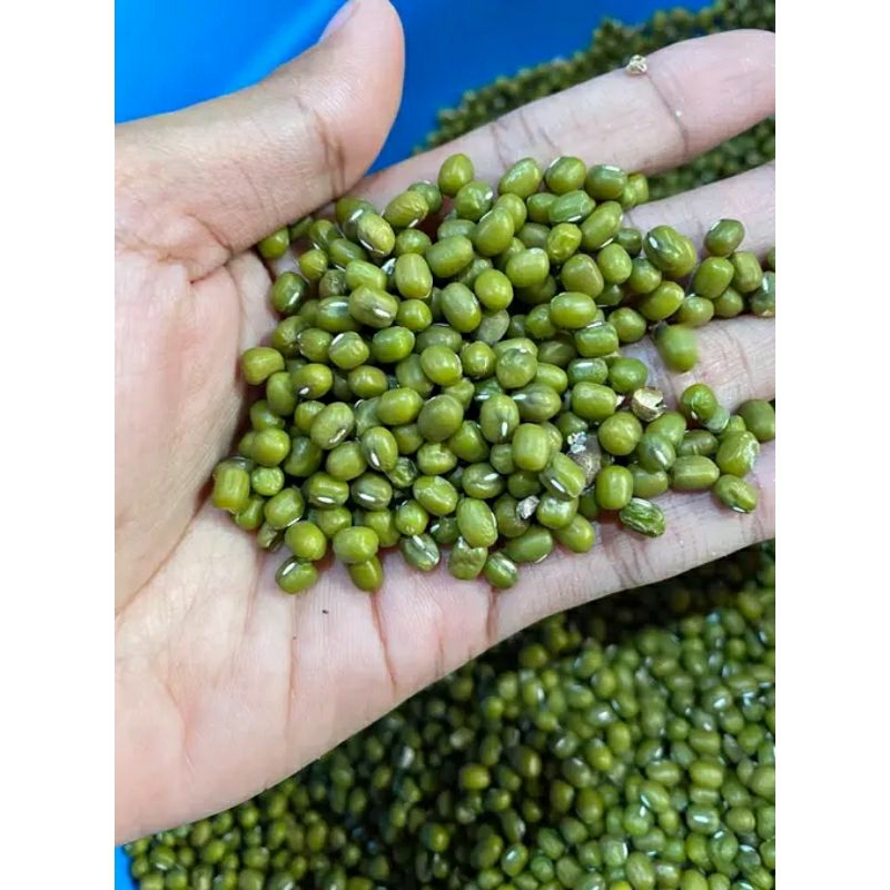 

Kacang Hijau pilihan termurah 1kg