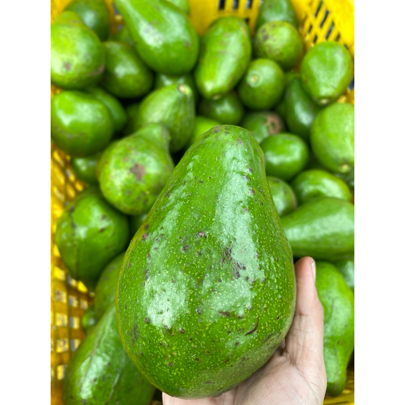 

Alpukat Segar Berat 1 Kg