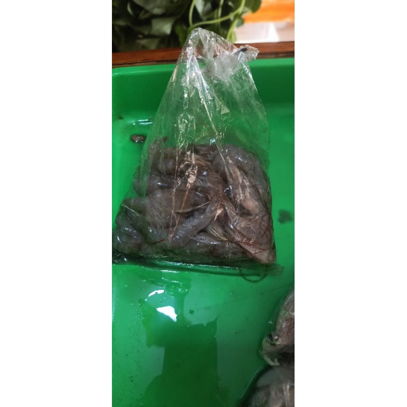 

udang segar