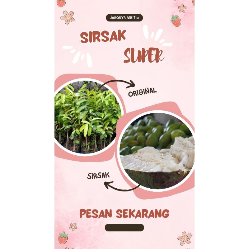 

SIRSAK SUPER BELI (5 FREE 1)