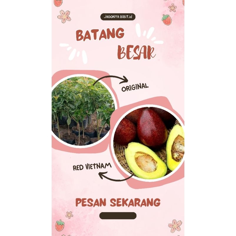 

ALPUKAT RED VIETNAM BATANG BESAR 1 METERAN