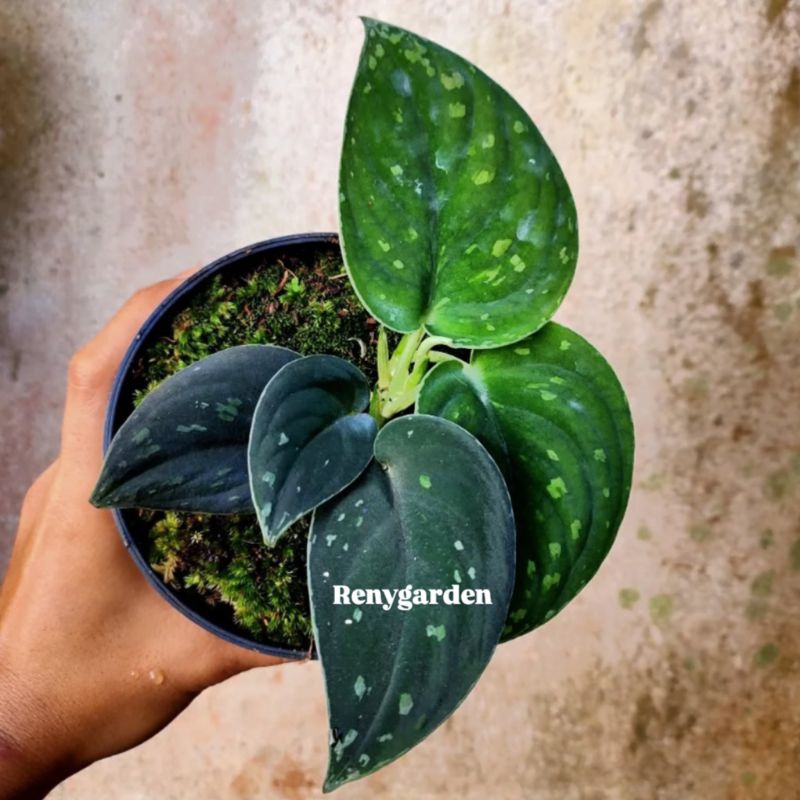 Scindapsus argyraeus dark