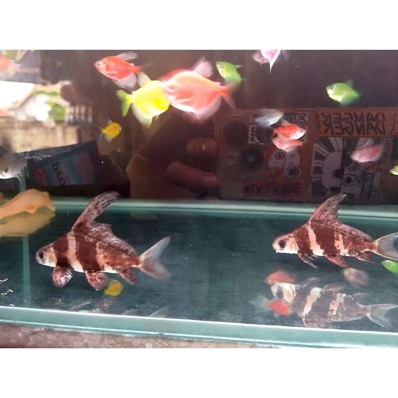 Chinese high fine CHF