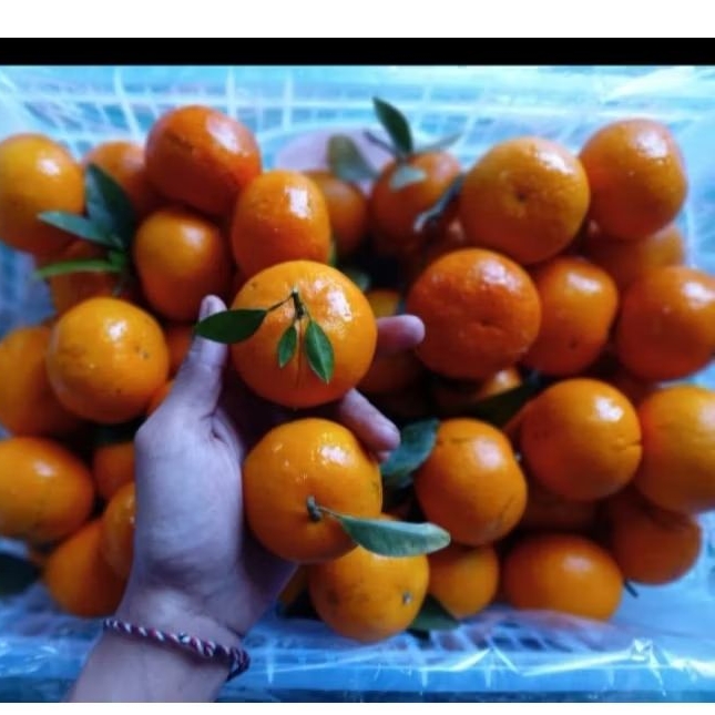 

Buah Jeruk Wogan Daun Curah Jual Per 1 BOK Krat