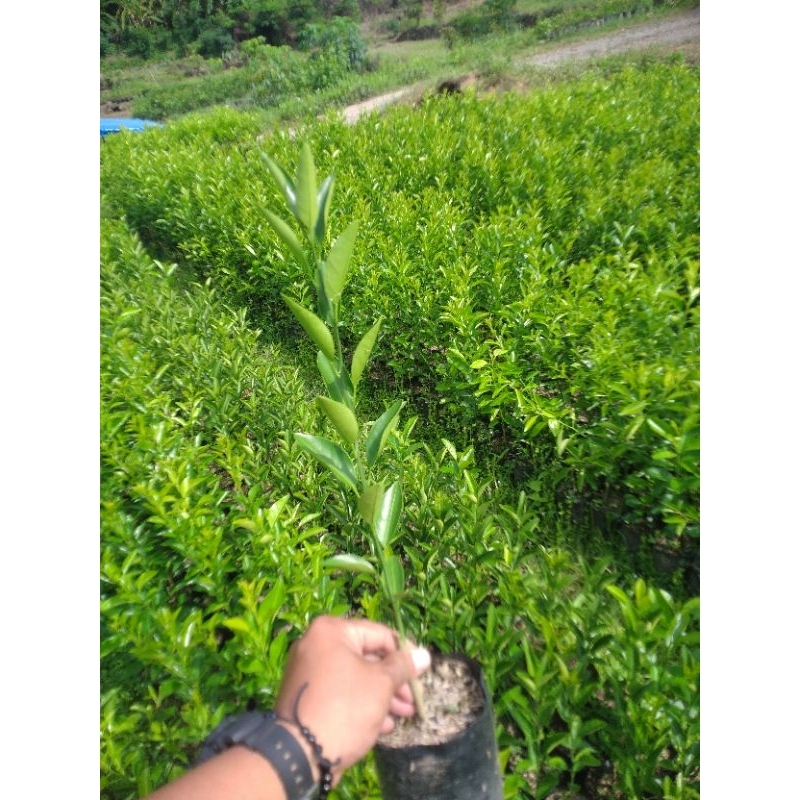 

Jeruk Chokun madu #jerukchokun #jeruktrigas