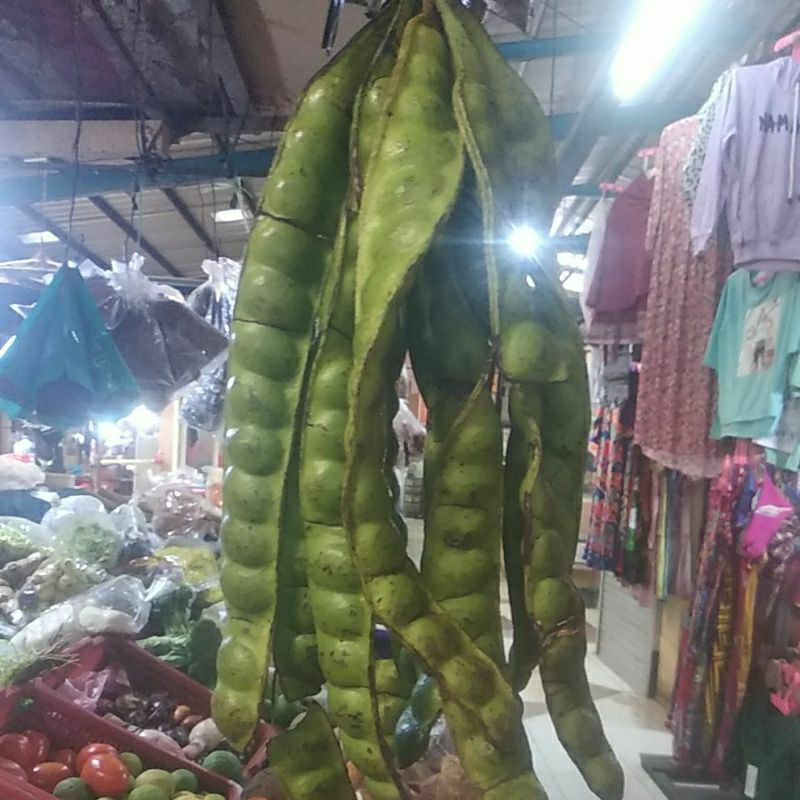 

petai padi