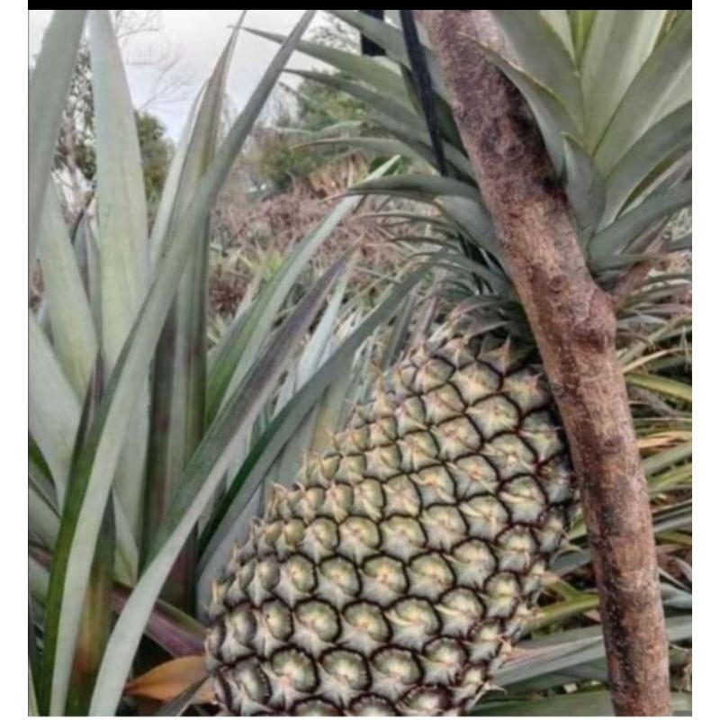 bibit nanas madu jumbo tanpa duri manis legit