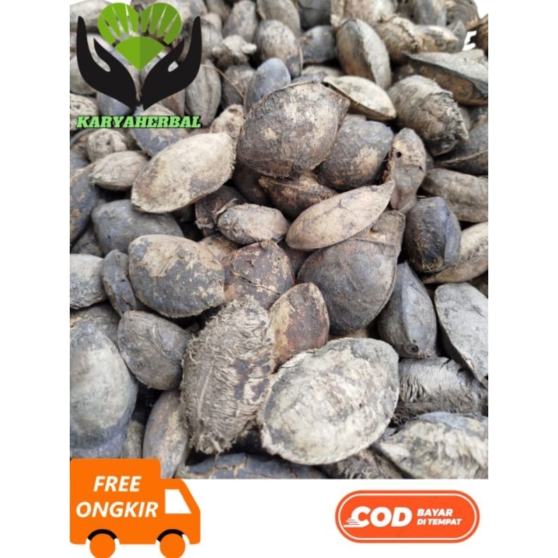 

Buah Ketapang kering 20 kg selalu ready
