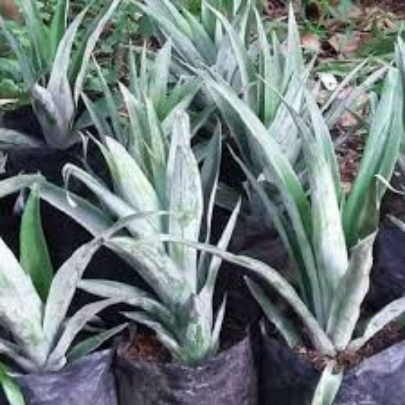 bibit nanas madu